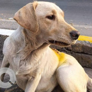 Found: White Female Labrador Dog from Chinchwad area-2