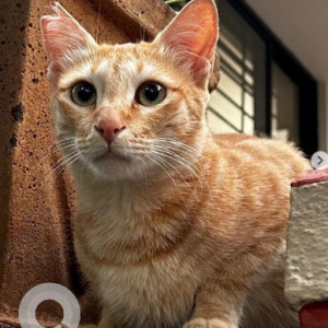 A White-Brown Mix Ginger cat Cat Missing from Bilekahalli, Bengaluru