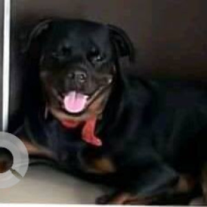 Missing: Black and Brown Male Rottweiler Dog from Pushpak Nagar Hills, Shiv mandir, Navi mumbai