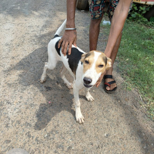 A Black and White Indie Dog Missing from Kirlawada, Bambolim-3