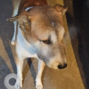 Found: Brown Male Indie Dog from Shanti Dham, Mira road