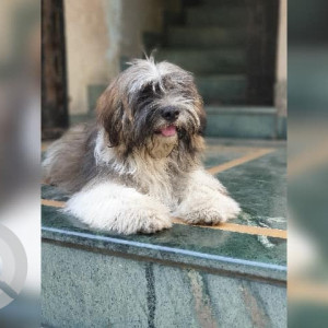 Missing: White-Brown Mix Female Shih Tzu Dog from Tapkir chowk Kalewadi, Pune-2