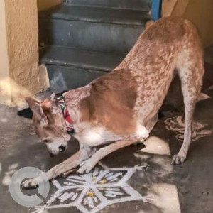 Missing: Black and Brown Female Indie Dog from Avalahalli 4th main 8th cross-2