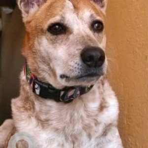 Missing: Black and Brown Female Indie Dog from Avalahalli 4th main 8th cross