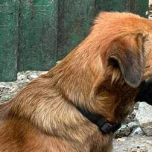 Black and Brown Female Indie (mix) Dog is Found from Malad west next to toyota showroom in front of 4th dimension building-2