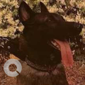 Black and Brown Male Belgian Malinois Dog is Missing from BTM 4th stage