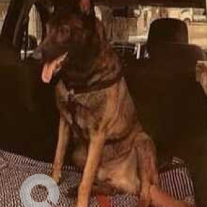 Black and Brown Male Belgian Malinois Dog is Missing from BTM 4th stage-2