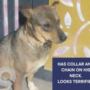 Found: Black and Brown Male Indie Dog from Bhadrappa Layout near Hebbal