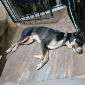 Found: Black and Brown Male Indie Dog from Devashree Gardens, Goa-2