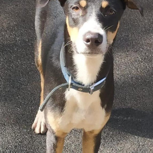 Found: Black and Brown Male Indie Dog from Devashree Gardens, Goa