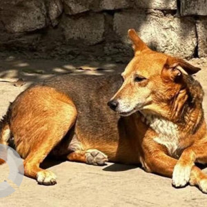 Missing: Black and Brown Male Indie Dog from East Azad Nagar Shahdara