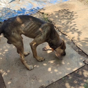 Missing: Black and Brown Male Indie Dog from MRF tyre showroom , opp Bhumika sateri temple , near village panchayat Guirim-2
