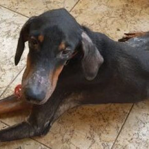 Black and Brown Male Indie Dog is Found from Porvorim-3