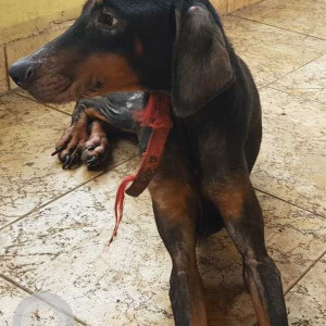 Black and Brown Male Indie Dog is Found from Porvorim-2