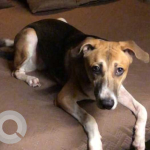 Black and Brown Male Indie Dog is Missing from Dr.Cheriar Chamber, Thane-3