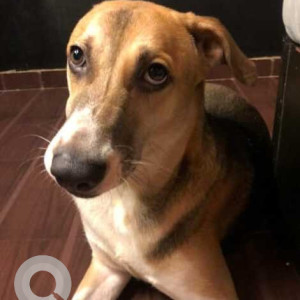 Black and Brown Male Indie Dog is Missing from Dr.Cheriar Chamber, Thane-2