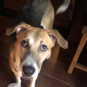 Black and Brown Male Indie Dog is Missing from Dr.Cheriar Chamber, Thane-4