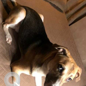 Black and Brown Male Indie Dog is Missing from Dr.Cheriar Chamber, Thane-5