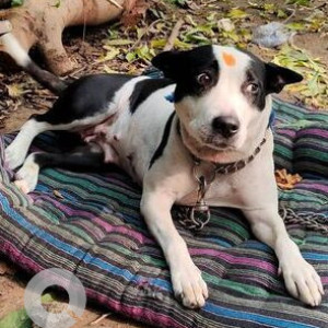 Black and White Female Indie Dog is Missing from Gargi College, Siri Fort Institutional Area