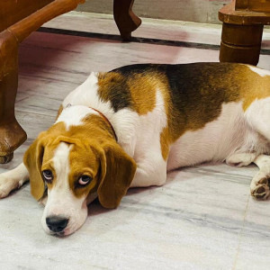 Missing: Black and White Male Beagle Dog from Chaitanyapuri, Shivaji Statue Lane-3