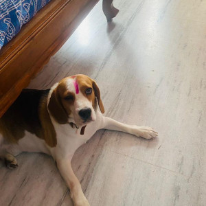 Missing: Black and White Male Beagle Dog from Chaitanyapuri, Shivaji Statue Lane-2