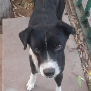 Missing: Black and White Male Indie Dog from DDA Park near NSP, Pitampura, Delhi