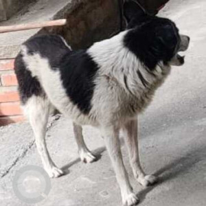 Black and White Male Indie Dog is Found from Nagarjuna Apts, 19 Main 27 Cross, Sec 2, HSR Layout