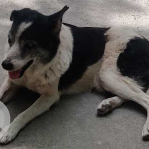 Black and White Male Indie Dog is Found from Nagarjuna Apts, 19 Main 27 Cross, Sec 2, HSR Layout-2