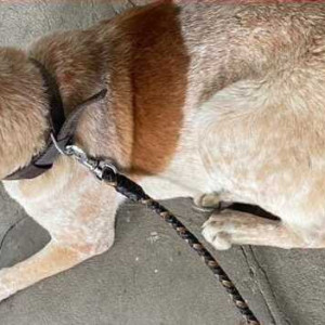 Black and White Male Indie Dog is Missing from Keerti layout Kammnahalli-2