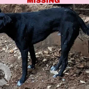 Black Indie Dog, Missing from Bengaluru