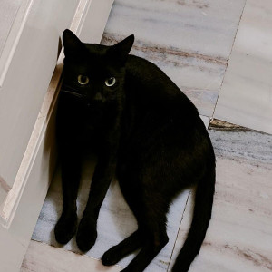 Found: Black Male Indie Cat from kandivali thakur complex, Vasant Smruti-2