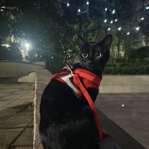 Found: Black Male Indie Cat from kandivali thakur complex, Vasant Smruti-3