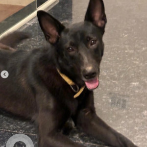 Missing: Black Male Indie Dog from MCECHS layout 1st phase, 1st main road near railway underpass, Dr Shivramkaranthnagar