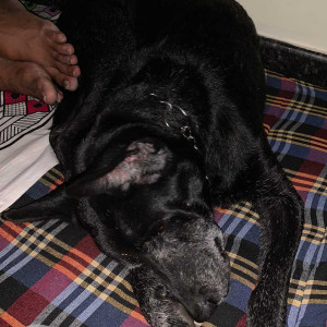 Black Male Indie Dog is Missing from Kormangala & HSR layout-3