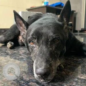 Black Male Indie Dog is Missing from Kormangala & HSR layout-2