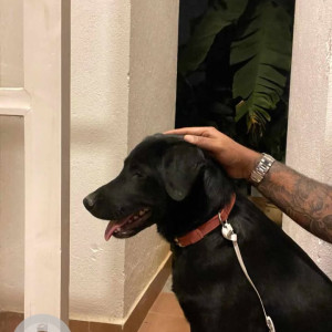Found: Black Male Indie-Lab mix Dog from Horamavu, near Prestige Gulmohar Apartments