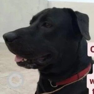 Black Male Labrador Dog is Missing from Thergaon, Laxman nagar, wakad area-2
