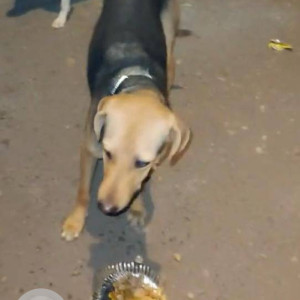 Black & Brown Indie Dog Blacky is Missing from Mumbai