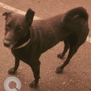 Missing: Black Male Indie Dog from JP Nagar 3rd Phase