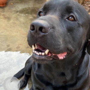 A Black Labrador Dog Missing from Budh Vihar Colony, Gorakhpur