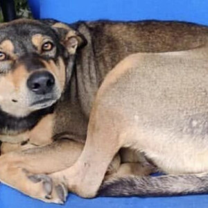 Blacky is missing from Phase-7, Mohali-3