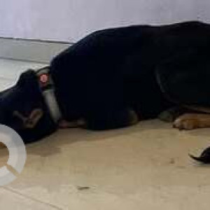 A Black and Brown Indie Dog Missing from Aadhale Khurd-2