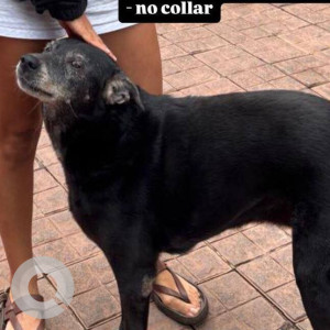 A Black and White Indie Dog Missing from Marwaddo (Silvavaddo, Parra