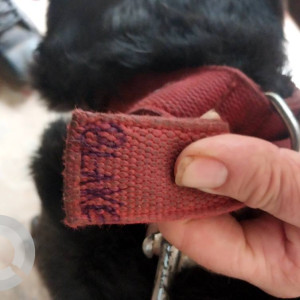 Found: Black Male Labrador Dog from Madgaon ,Vishal Mart-3