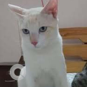 Missing: White Male Indie Cat from Cambridge Layout, Bangalore