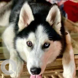 Missing: Black and White Male Husky Dog from Khaling Gaav, Padgha