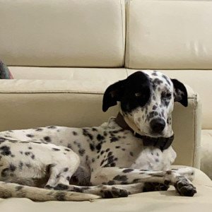 Missing: Black and White Female Dalmatian Dog from Saravana esplanade Yeswantpur-2
