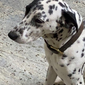 Missing: Black and White Female Dalmatian Dog from Saravana esplanade Yeswantpur-4