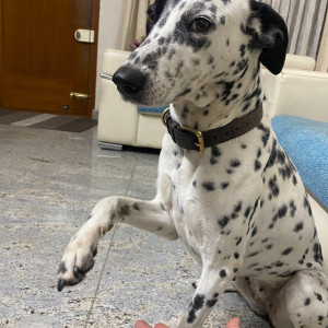 Missing: Black and White Female Dalmatian Dog from Saravana esplanade Yeswantpur-3