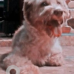 Missing: White-Brown Mix Female Terrier Dog from IAF Avadi, Mittinamalli, Muthapudupet